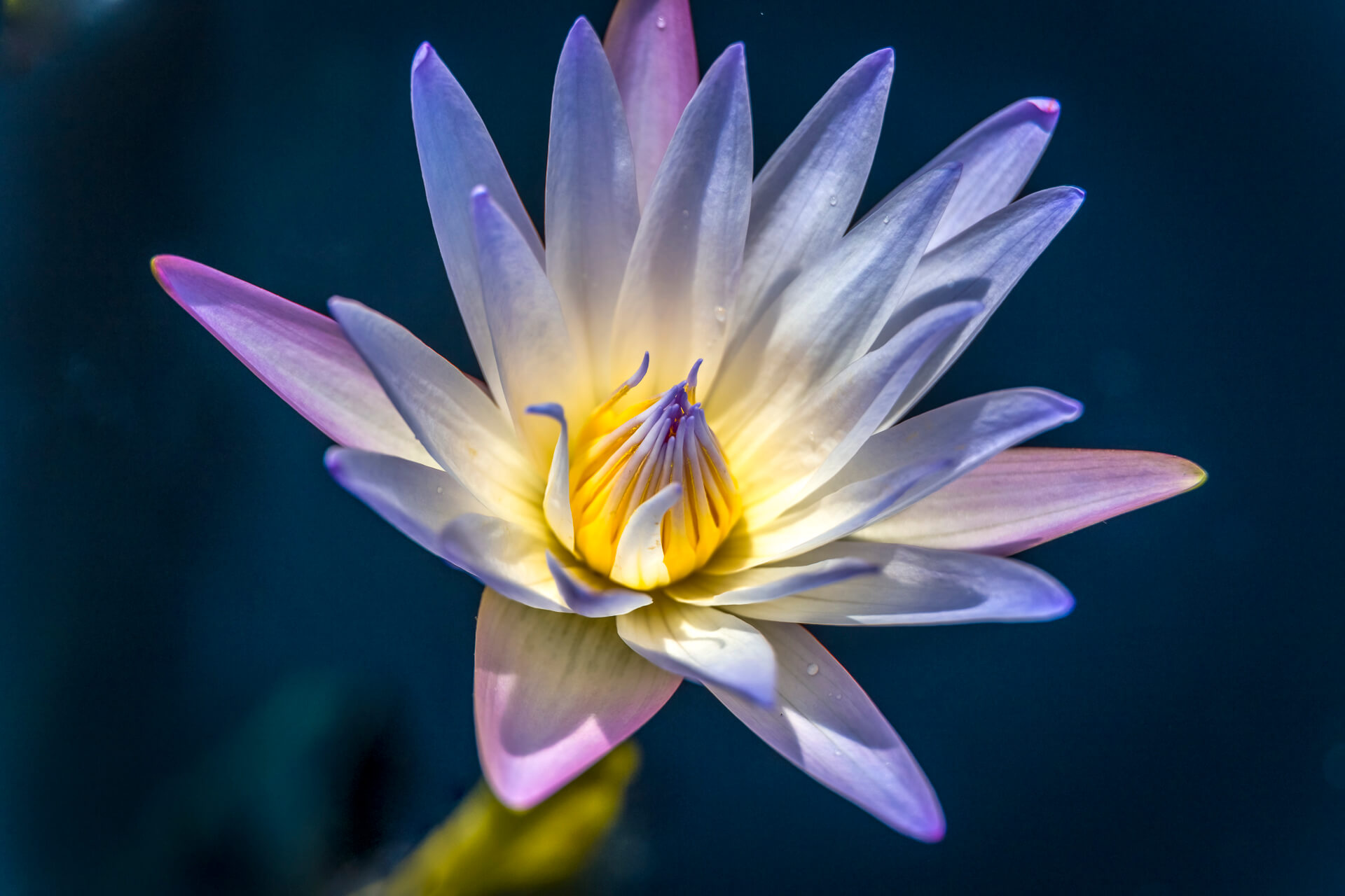 20170708-WaterLilies-0039.jpg